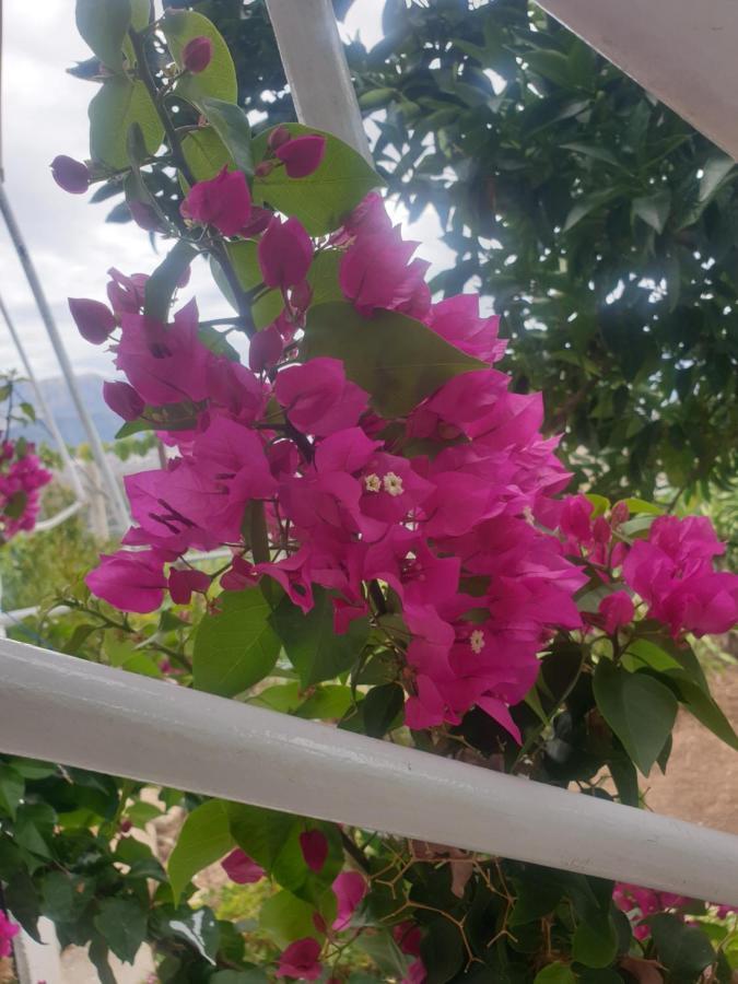 Rosemary House Sarande